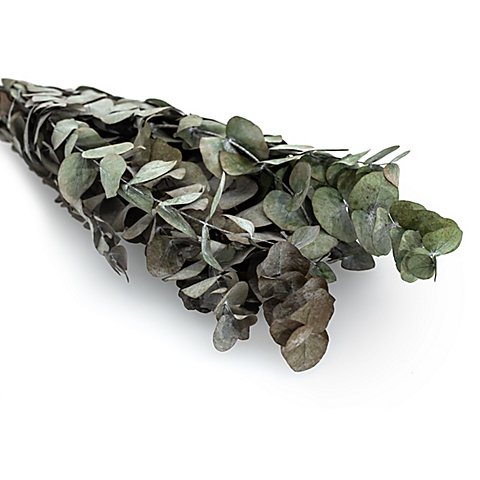 Image of Echter Eukalyptus-Zweig, grün